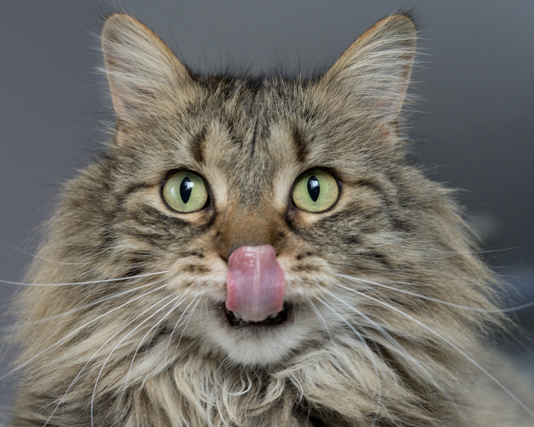The Benefits of Raw Cat Food: A Healthier Choice