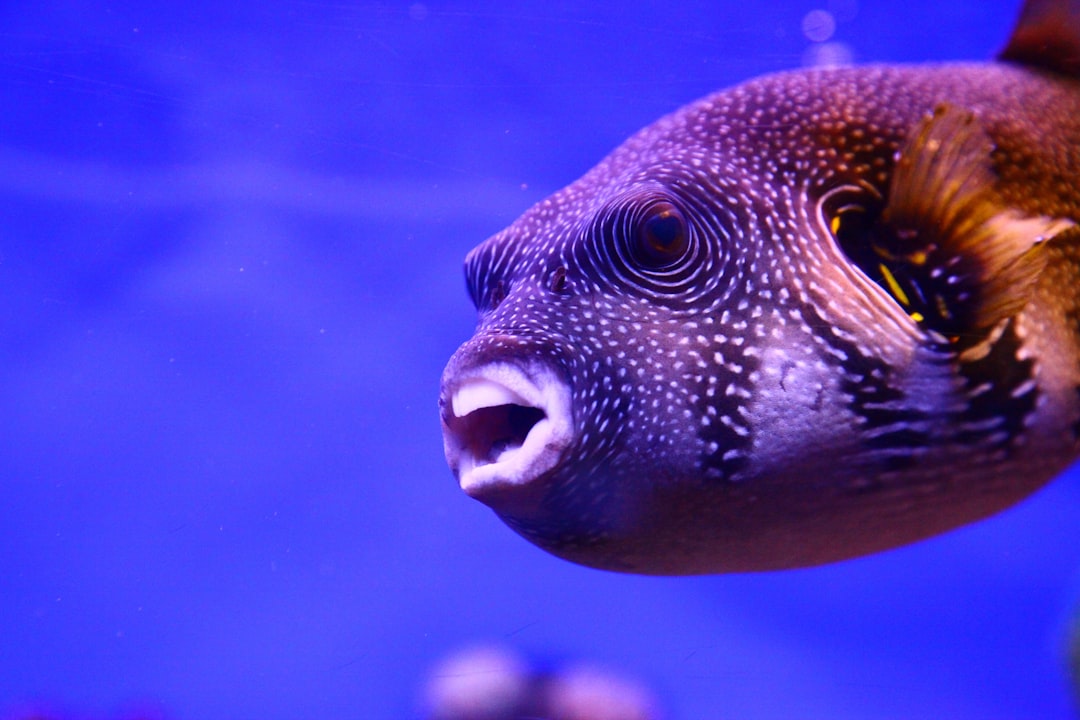 Photo Underwater creature